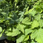 Malina červená (Rubus idaeus) 'WILLAMETTE´ - výška 30-40 cm, kont. C1L